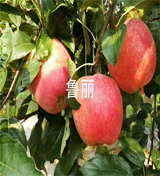水蜜桃苹果苗价格及图片