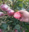 红肉苹果苗、m26中间砧矮化红肉苹果苗图片