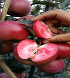 烟富3号苹果树苗基地及种植、烟富3号苹果树苗膨果期管理图片1