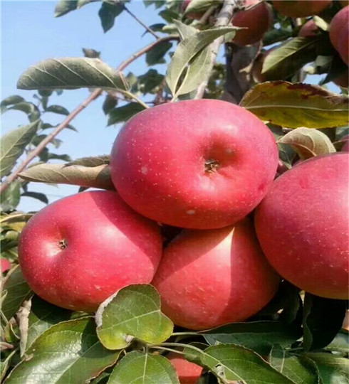 烟富8号苹果树苗今年价格，5年的烟富8号苹果树苗