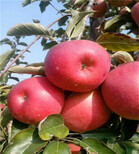 烟富3号苹果树苗基地及种植、烟富3号苹果树苗膨果期管理图片2
