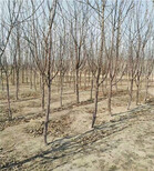 烟富3号苹果树苗基地及种植、烟富3号苹果树苗膨果期管理图片4