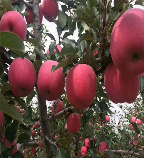 当年结果瑞雪苹果苗基地及品种，瑞雪苹果苗栽植季节