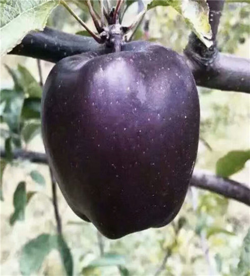 矮化蜜脆苹果树苗基地及管理，蜜脆苹果树苗格