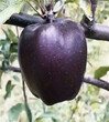 矮化黑钻苹果树苗春季价格，黑钻苹果树苗种植管理