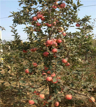 烟富8号苹果树苗基地及图片，二年的烟富8号苹果树苗