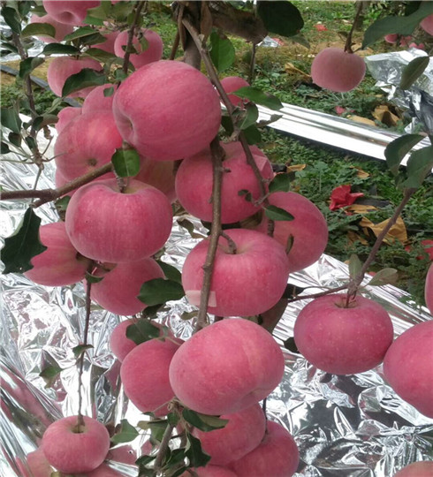 矮化秦脆苹果树苗价格及种植，秦脆苹果树苗选育品种
