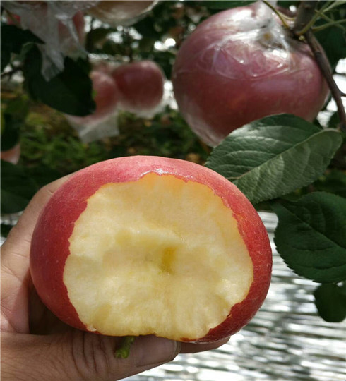 矮化糖心苹果树苗价格及基地，糖心苹果树苗膨果期属性