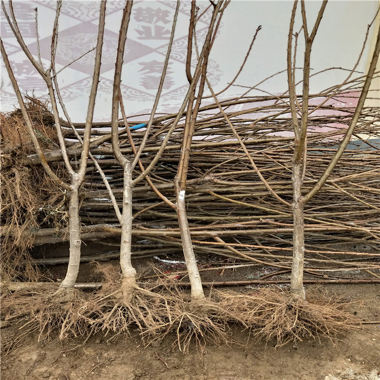 大青葉小苗膨果期管理