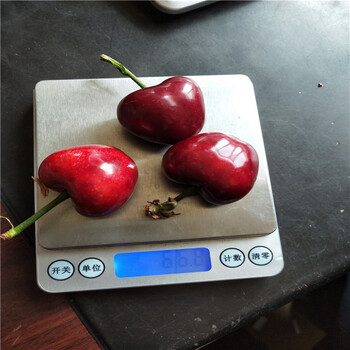 吉塞拉12號砧木苗定植事項(xiàng)