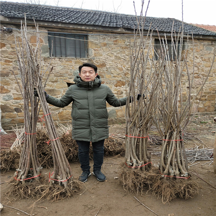 吉塞拉6号砧木苗基地