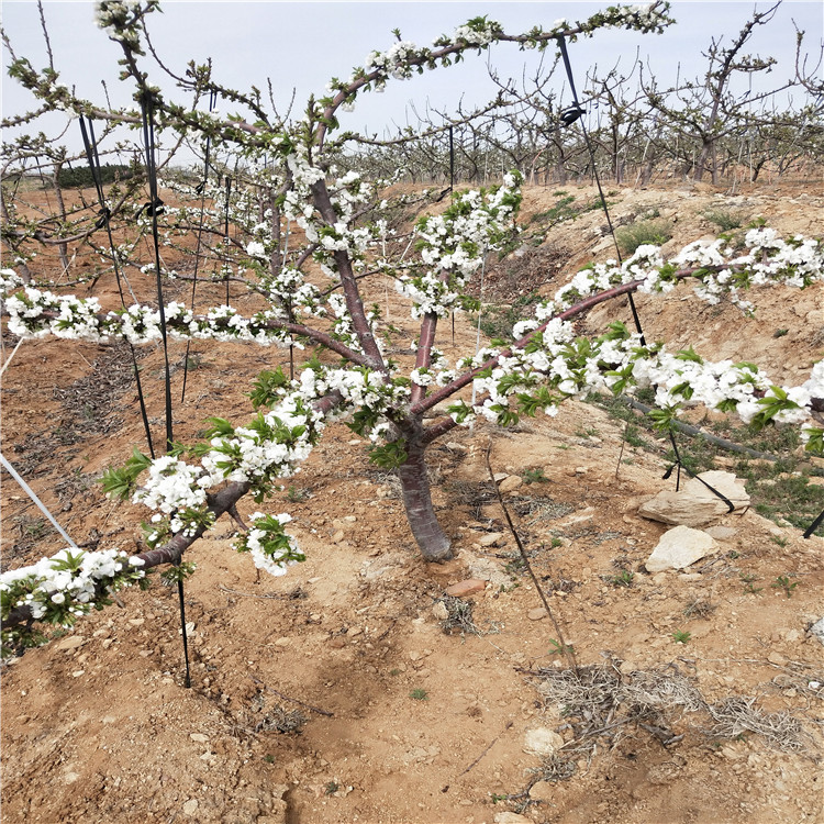 大青葉小苗授粉樹(shù)比例
