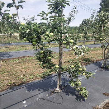 紅色之愛蘋果苗修剪技術(shù)