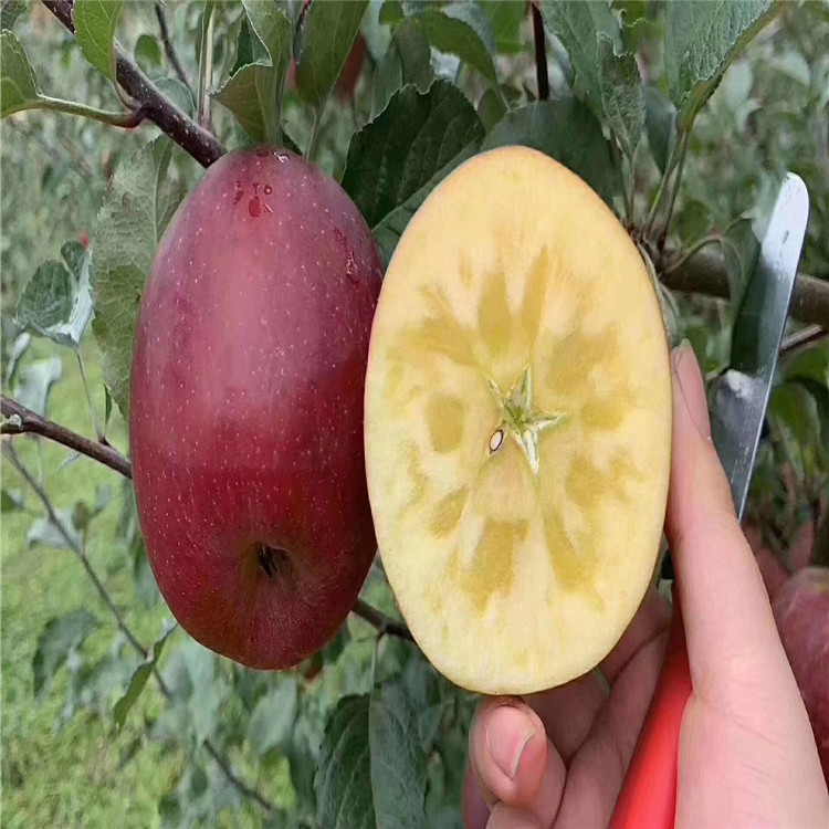 黑钻苹果苗种植方法