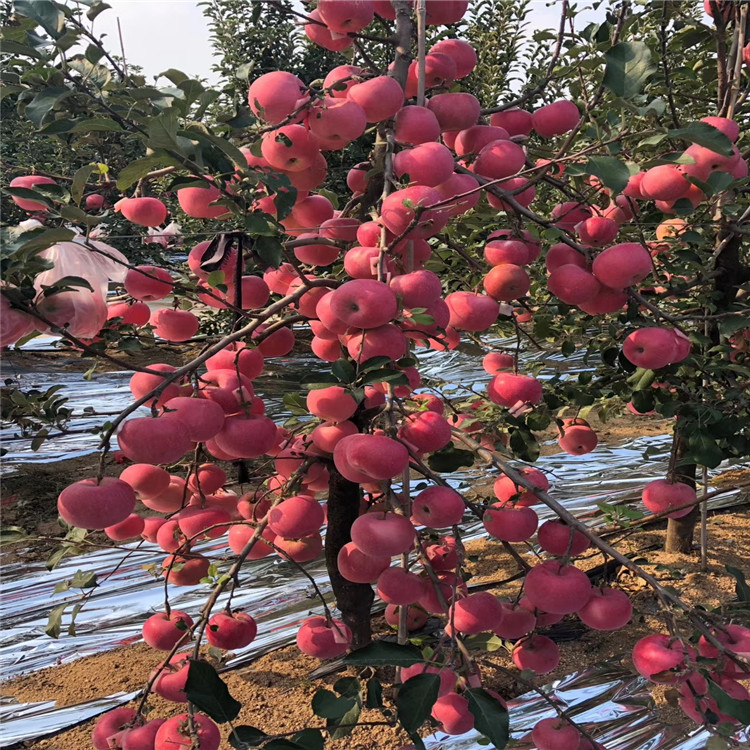 黑钻苹果苗种植方法
