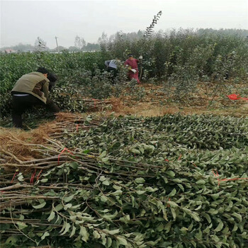 众成一号苹果树苗授粉配置