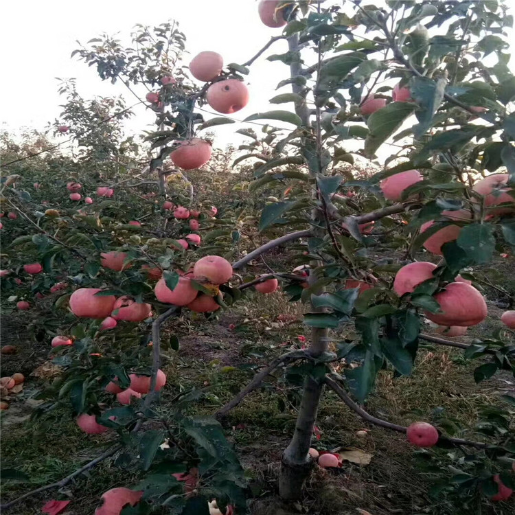 晚熟苹果苗图文资讯