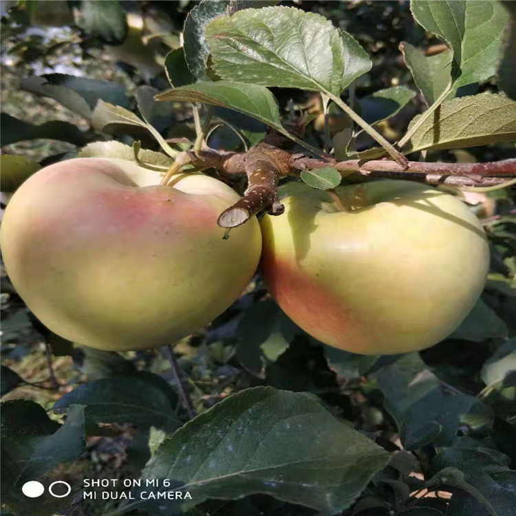 水蜜桃苹果树苗种植方法