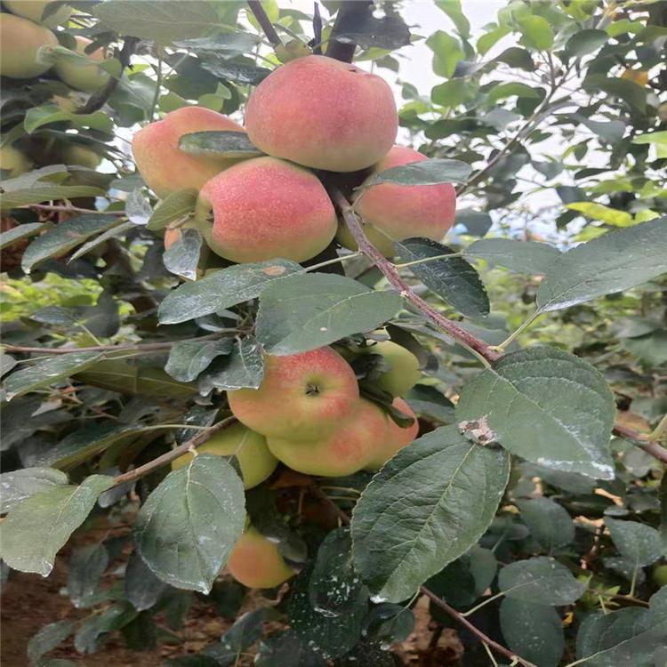 糖心苹果树苗基地培育