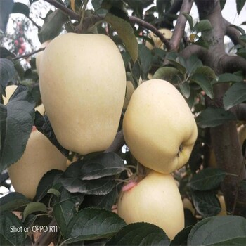 烟富10号苹果苗种植技术服务