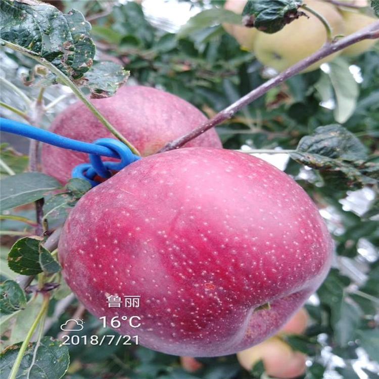 瑞雪蘋果樹苗移栽注意事項(xiàng)