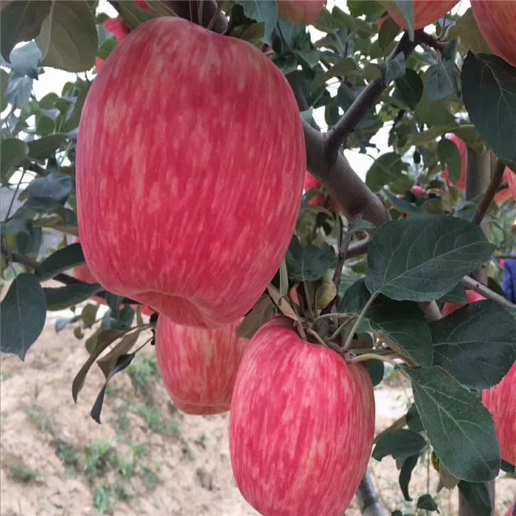 烟富0号苹果树苗介绍及简介