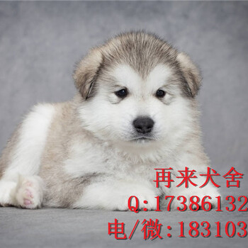 北京大骨架阿拉斯加雪橇犬出售,健康血统签协议