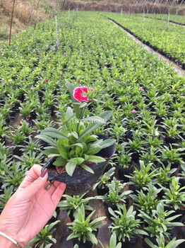 貴州時花批發(fā)，貴州時花價格，出售貴州時花，貴州時花供應(yīng)