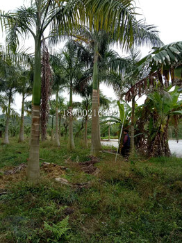 浙江大王椰子基地，浙江大王椰子，浙江大王椰子价格，浙江大王椰子批发