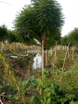 重庆蓝花楹供应，重庆蓝花楹价格，出售重庆蓝花楹，重庆蓝花楹苗木