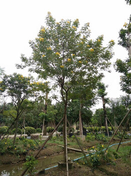 河南黃花槐造型，河南黃花槐種植場，河南黃花槐基地，河南黃花槐價格