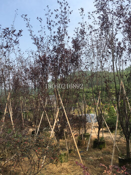 江蘇紫葉李冠幅3米，江蘇紫葉李價格，江蘇紫葉李風(fēng)景樹