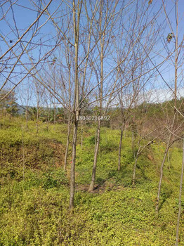 福建山樱花图片，福建山樱花造型好看的，福建山樱花行道树