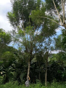 湖南藍(lán)花楹景觀造園，岳陽移栽藍(lán)花楹，19公分藍(lán)花楹樹苗