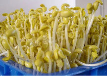 200A鑫圣阳光豆芽机商用全自动豆芽机豆芽菜机器生豆芽菜机图片1