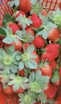龙岗可以摘草莓的地方野炊烧烤一日游周末游蓝美生态园
