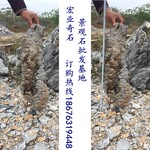 英石奇石，8条形状的英石图片，英石奇石价格，宏业奇石场供应英石奇石8