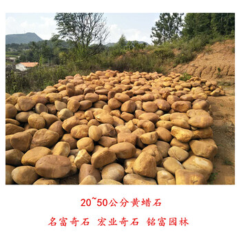 江蘇黃蠟石價格20~50公分小的黃蠟石魚池圍邊石8