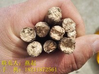 山西省吕梁生物质颗粒燃料(制造商)图片5