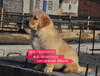 杭州哪里有宠物店卖金毛犬多少钱一只金毛好不好养_百度知道