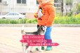 南京哪里卖纯种哈士奇幼犬南京哈士奇多少钱一只南京哪里有宠物店