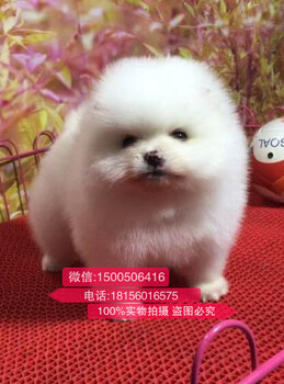 南京哪里卖纯种博美幼犬南京博美多少钱一只南京哪里有宠物