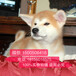 重慶哪里有賣日本柴犬的,柴犬多少錢一只,柴犬生活習慣