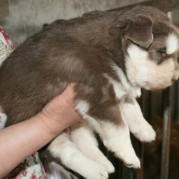 纯种阿拉斯加幼犬巨型熊版雪橇犬签协议