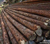广州进口木材板材报关国内物流
