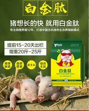 猪吃什么长的快?怎么给猪催肥,猪催肥最简单的方法,养猪喂什么长的快?图片