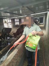 牛吃什么长的最快牛催肥药饲料配方图片