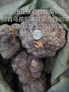 亳州正慶中藥材種苗培育場家直供首烏苗，射干苗菊花苗