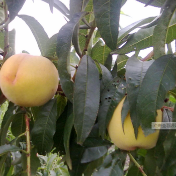 全国黄桃主产区在哪安徽砀山哪里的黄桃早上市多少钱一斤