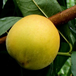 安徽砀山黄桃基地质量好的黄桃批发价格是多少